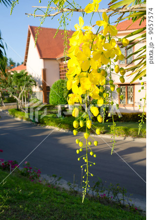 golden shower tree 9057574