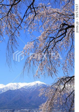 栖林寺の枝垂れ桜 栖林寺の枝垂れ桜 9057697