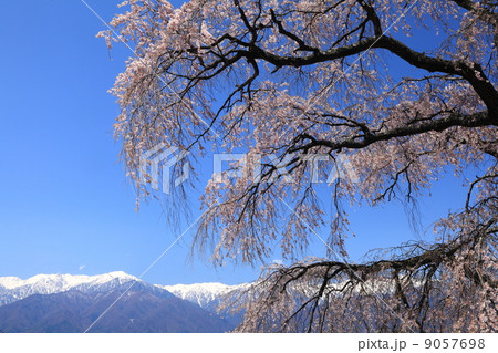 栖林寺の枝垂れ桜 栖林寺の枝垂れ桜 9057698