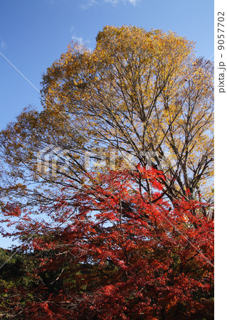 黄色と紅 黄色と紅 9057702