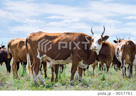 grazing cows at summer meadow grazing cows at summer meadow 9057761