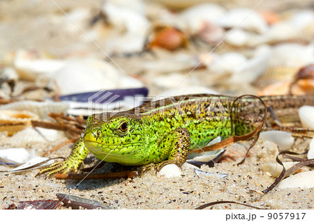Bright green lizard Bright green lizard 9057917