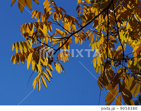 ムクロジ黄葉と実 9058380