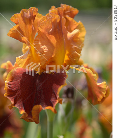 Iris flower Iris flower 9058917