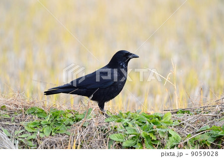 ハシボソガラス 9059028