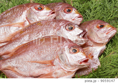 連子鯛の開き 9059147