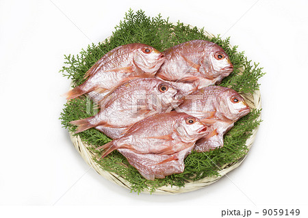 連子鯛の開き 9059149