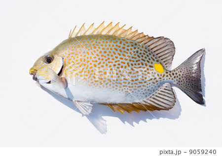 カーエー(ゴマアイゴ) カーエー(ゴマアイゴ) 9059240