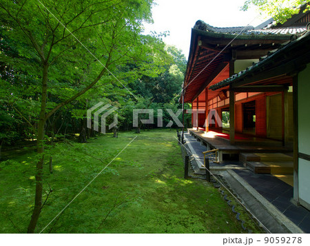 大徳寺 高桐院の新緑 大徳寺 高桐院の新緑 9059278