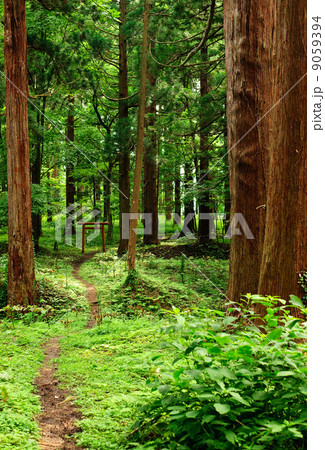 鳥居のある小道　羽黒山 9059394