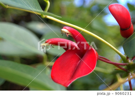 夏イメージ！アメリカデイゴ（カイコウズ：海紅豆） 9060231