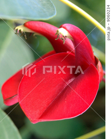 夏イメージ！アメリカデイゴ（カイコウズ：海紅豆） 9060234