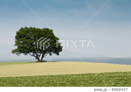 丘の上の2本の木 丘の上の2本の木 9060437