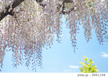 鳥羽の藤　ノダフジ 9061198