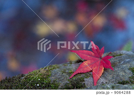 紅彩 横 紅彩 横 9064288