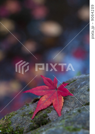 紅彩 縦 紅彩 縦 9064289