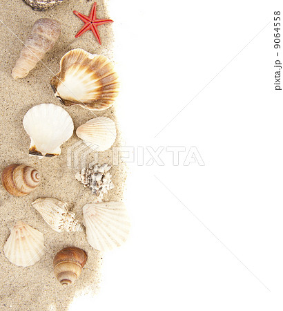 Set of Seashells Set of Seashells 9064558