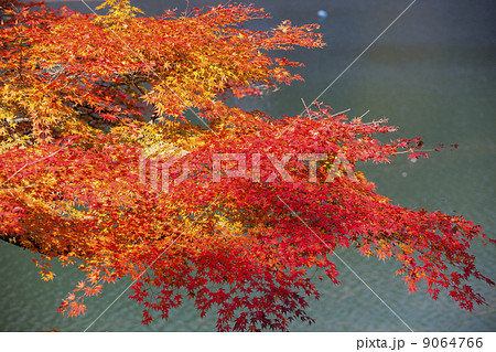矢作湖の紅葉 矢作湖の紅葉 9064766