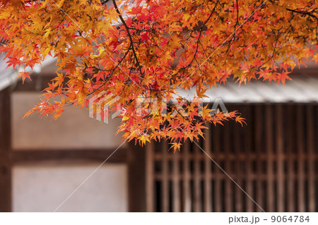 香嵐渓の紅葉 香嵐渓の紅葉 9064784