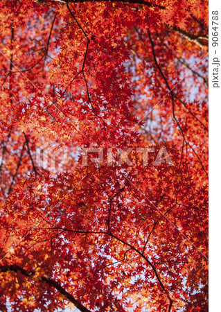 香嵐渓の紅葉 香嵐渓の紅葉 9064788