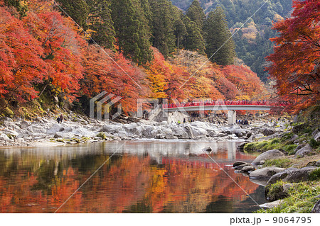 香嵐渓の紅葉 香嵐渓の紅葉 9064795