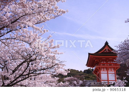 清水寺（京都）仁王門前の桜 9065318