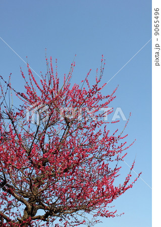 青空に桃の花 9065496