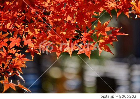 お寺と紅葉 9065502