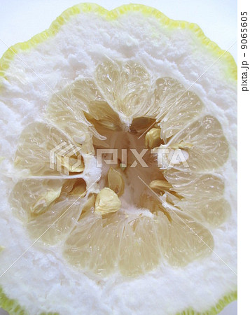 縁起物 獅子柚子 鬼柚子 断面 縁起物 獅子柚子 鬼柚子 断面 9065605