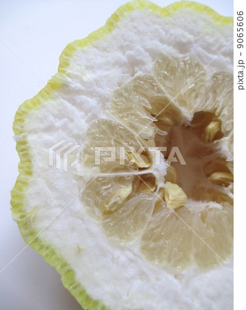 縁起物　獅子柚子　鬼柚子　断面　 9065606