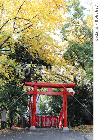 銀杏と山王稲荷の鳥居 9065627