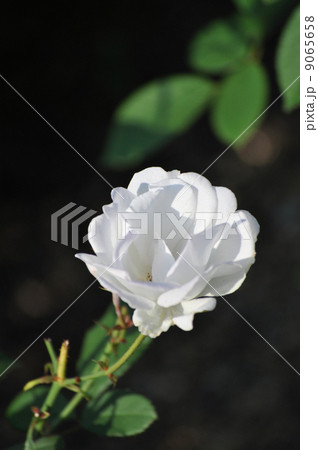 ひらきかけのグラシスキャッスル 9065658