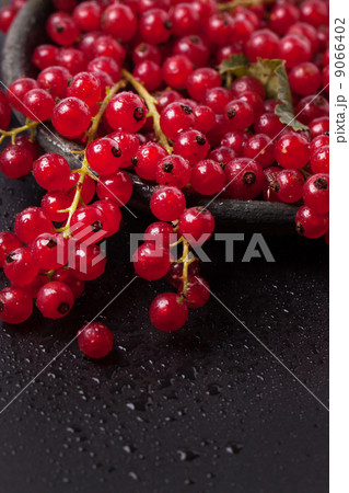 Red currant over black Red currant over black 9066402