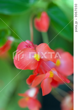 ベゴニア 9067030