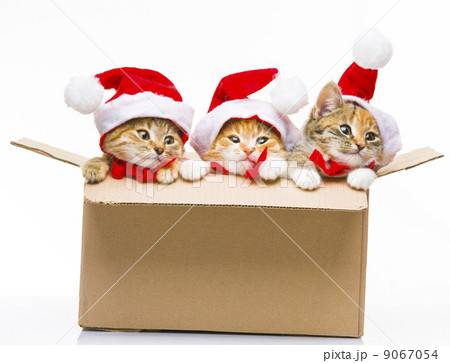 Kitten in a box 9067054