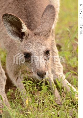 オオカンガルー 9067114