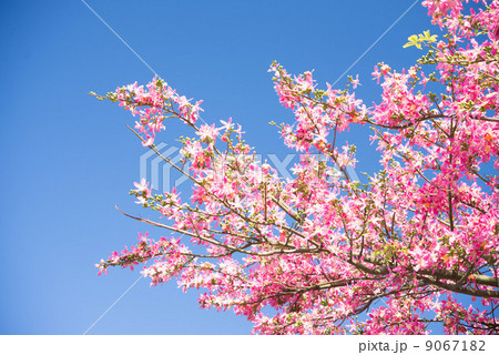 トックリキワタの花 トックリキワタの花 9067182