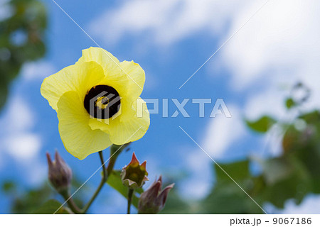 ゆうなの花 ゆうなの花 9067186