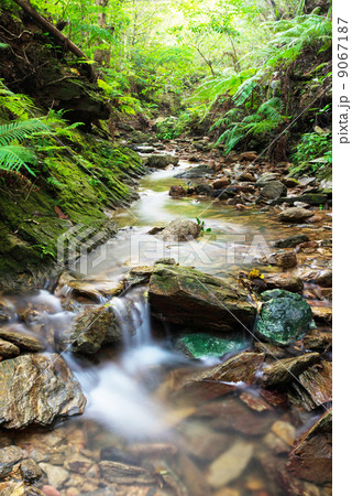 やんばるの清流（伊部川） 9067187