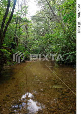 やんばるの清流（伊部川） 9067188