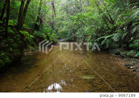 やんばるの清流（伊部川） 9067189