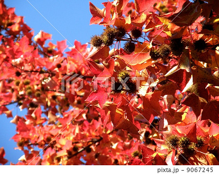 倉敷アイビースクエアのタイワンフウ 9067245