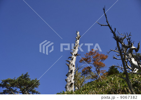 立ち枯れの木 9067382