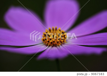 コスモス 9067383