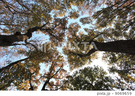自然 雑木林の秋 自然 雑木林の秋 9069659