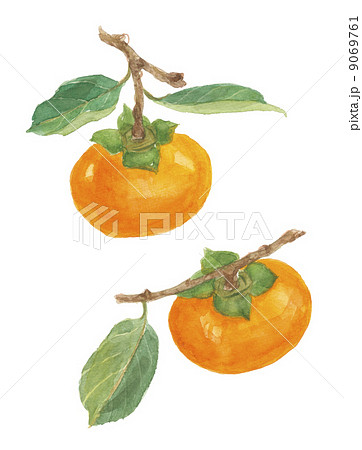 富有柿 フユウガキ 富有柿 フユウガキ 9069761