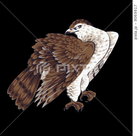 和柄の鷹のイラスト素材