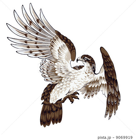和柄の鷹のイラスト素材 9069919 Pixta