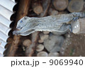 リス 9069940