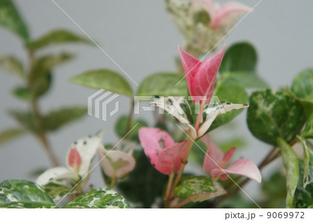 ハツユキカズラ ハツユキカズラ 9069972